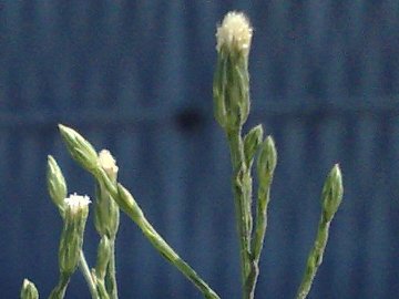Asteracea alta e sottile - Symphyotrichum squamatum